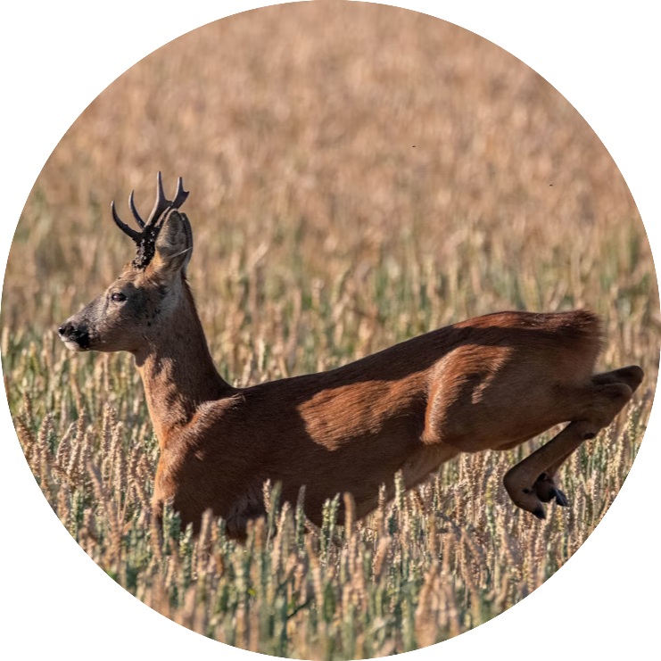 A description of my image.